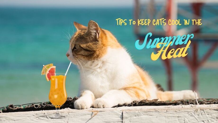 10 Tips to Care for Your Cat in Summer - Epetshub.pk